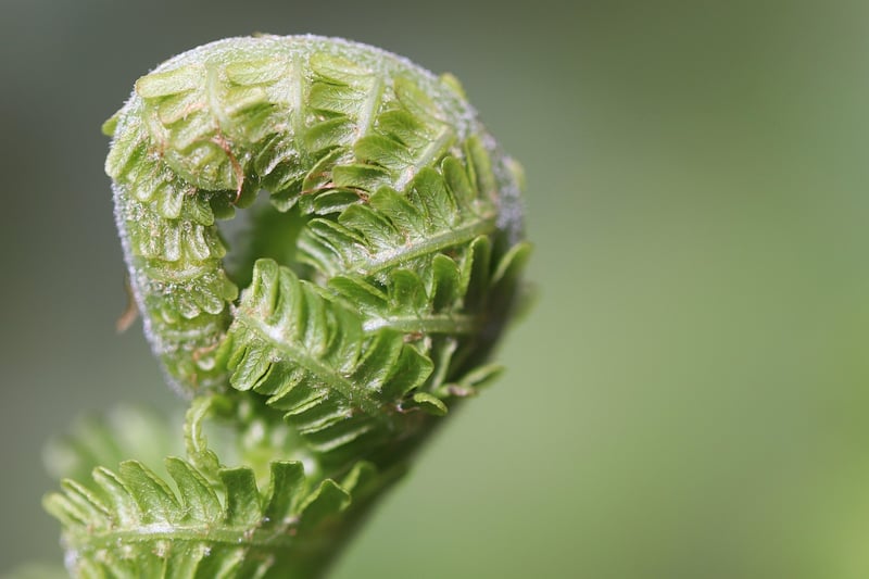 Mystical Ferns